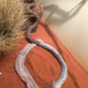 Illustration for article titled A Snake Got Trapped Inside an Endless Circle of Its Own Shedding Skin